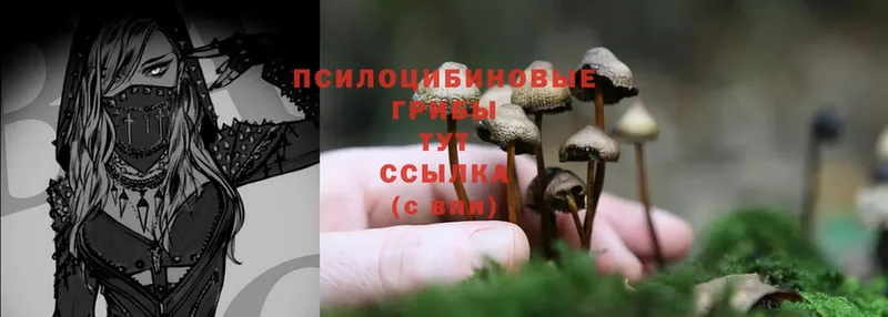 Галлюциногенные грибы Psilocybine cubensis  Борисоглебск 